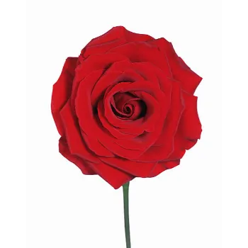 Fresh Red Rose